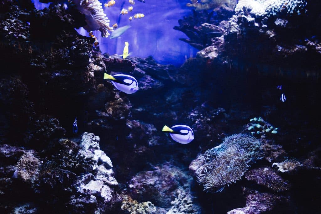 Aquarium-1