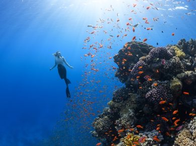 Photo Coral reef