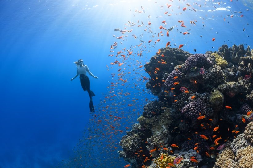 Photo Coral reef